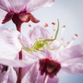 The Green Crab Spider, Diaea dorsata