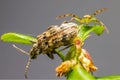 The Green Crab Spider (Diaea dorsata)