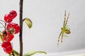 The Green Crab Spider (Diaea dorsata)