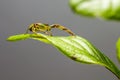 The Green Crab Spider (Diaea dorsata)