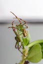 The Green Crab Spider (Diaea dorsata)