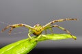 The Green Crab Spider (Diaea dorsata)