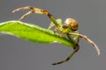 The Green Crab Spider (Diaea dorsata)