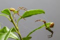 The Green Crab Spider (Diaea dorsata)