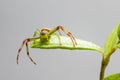 The Green Crab Spider (Diaea dorsata) Royalty Free Stock Photo