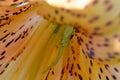 Crab Spider Tiger Lily Anthers 03