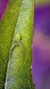 Green crab spider Royalty Free Stock Photo
