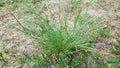 green crabgrass grass weed growing in lawn or yard