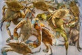 Green crabs crawl over each other moving their claws in a plastic box