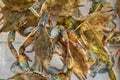 Green crabs crawl over each other in a plastic box