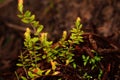 Green Cranberry leaves isolated on dark background