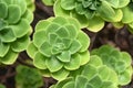 Green crassulaceae aeonium plants