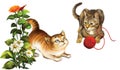 Playing cats. Kitten with ball. Isolated Illustrat