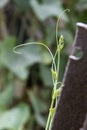 A green creeper climbing over a iron angle