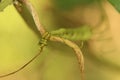 A green creeper holding in a dried stems