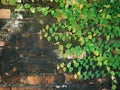 Green Creeper Plant On Brick wall Royalty Free Stock Photo