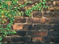 Green Creeper Plant On Brick wall Royalty Free Stock Photo