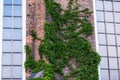 Green creeper plant on the brick wall Royalty Free Stock Photo