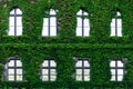 Green creeper plant on the brick wall Royalty Free Stock Photo