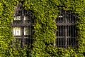 Green creeper plant on the brick wall Royalty Free Stock Photo