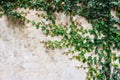 Green creeper plant on cement wall