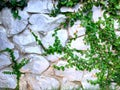 Green Creeper Plant on old wall Royalty Free Stock Photo