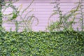 The green creeper plant on the pink wooden wall for background Royalty Free Stock Photo