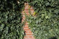 Green Creeper Plant on a red brick Wall Background Royalty Free Stock Photo