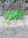 Green Creeper Plant on Rough Stone Wall Texture Background Royalty Free Stock Photo