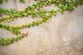 The Green Creeper Plant vintage wall