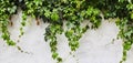 The Green Creeper Plant on a wall. Background