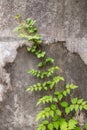 Green creeper plant on wall. Ivy on a white cement wall. Green creeper on white wall. Royalty Free Stock Photo