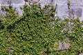 Green creeper plant on wall. Ivy on a white cement wall. Green creeper on white wall. Ornamental plant on the wall in garden for Royalty Free Stock Photo