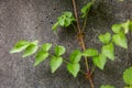 Green creeper plant on wall. Ivy on a white cement wall. Green creeper on white wall. Royalty Free Stock Photo