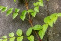 Green creeper plant on wall. Ivy on a white cement wall. Green creeper on white wall. Royalty Free Stock Photo