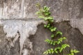 Green creeper plant on wall. Ivy on a white cement wall. Green creeper on white wall. Royalty Free Stock Photo