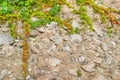 Plants creeping up old stone wall Royalty Free Stock Photo