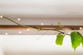 Green creeper, vine, climber above the bright window with cute lights against white background, trendy houseplants, spring mood,