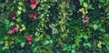 Green creeper, vine or ivy and red leaves wall for background in blue vintage filter tone. Royalty Free Stock Photo