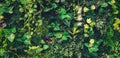 Green creeper, vine or ivy and red leaves wall for background in blue vintage tone Royalty Free Stock Photo