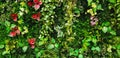 Green creeper, vine or ivy and red leaves wall for background. Royalty Free Stock Photo