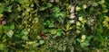 Green creeper, vine or ivy and red leaves wall for background. Royalty Free Stock Photo