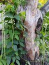 Green creepers on the tree