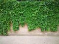 green creepers wall Royalty Free Stock Photo