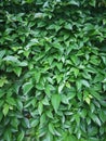 green creepers wall Royalty Free Stock Photo
