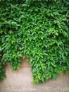 green creepers wall Royalty Free Stock Photo