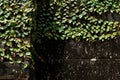 Green creeping fig or small banyan tree growing. Royalty Free Stock Photo