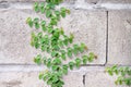 Green creeping fig small plant ficus pumila growing decorative on white concrete block wall background