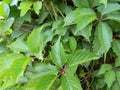 Green creeping grapevine (Parthenocissus) leaves