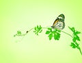 the green creeping plant with butterfly and ladybug on green background